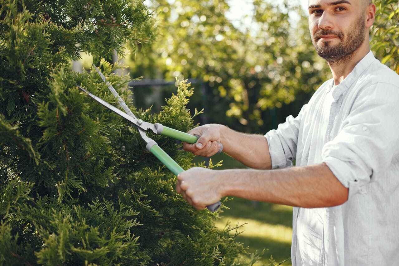 The Steps Involved in Our Tree Care Process in Thayer, MO